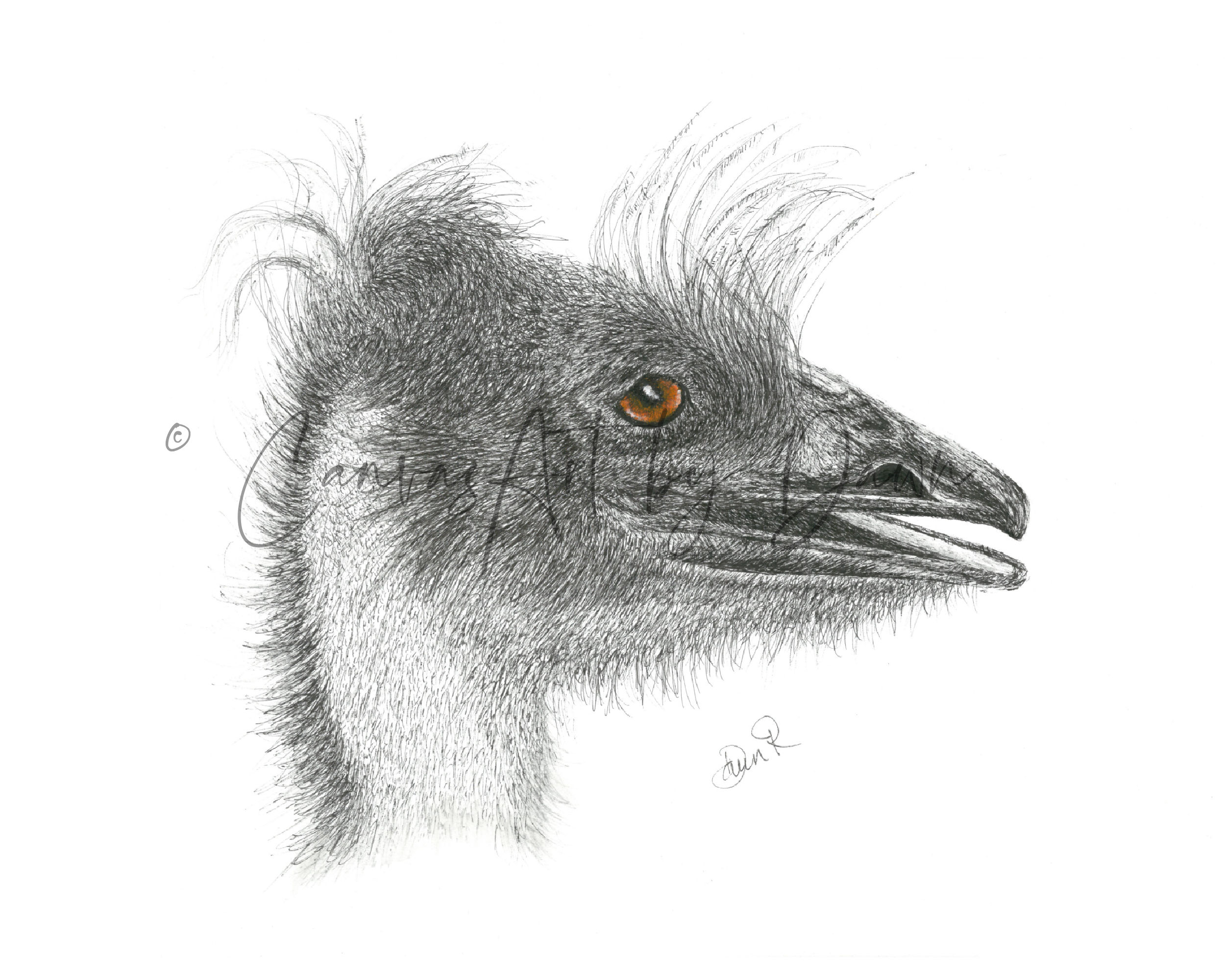 Little Emu