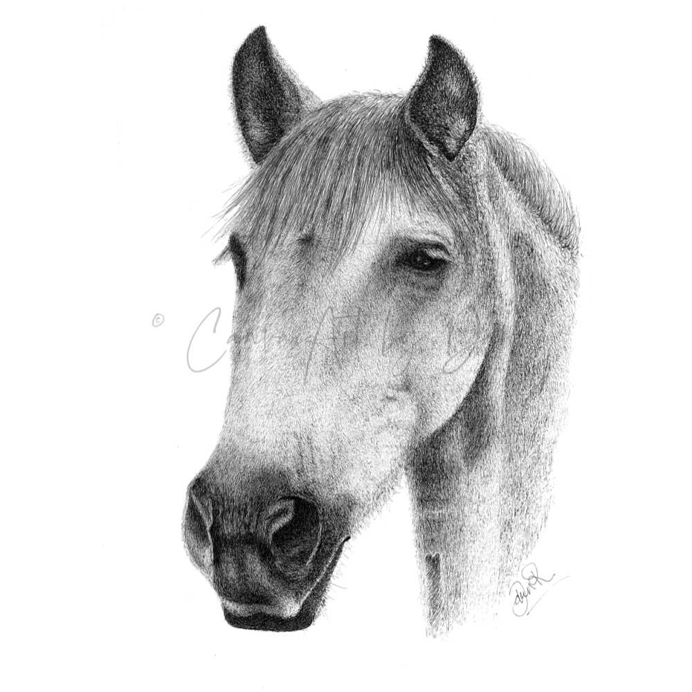 Sidney Artist's Pen, in Pen Artwork